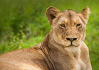 in july 2025 the punjab wildlife rangers imposed a province wide ban on keeping big cats in urban populations displaying them at public places and buying or selling them without a license photo pixabay