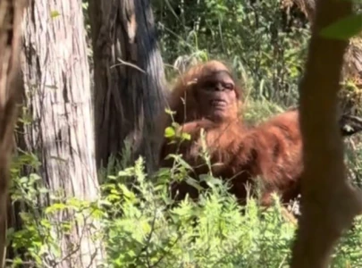 bigfoot spotted chilling in oklahoma