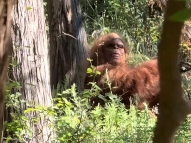 bigfoot spotted chilling in oklahoma