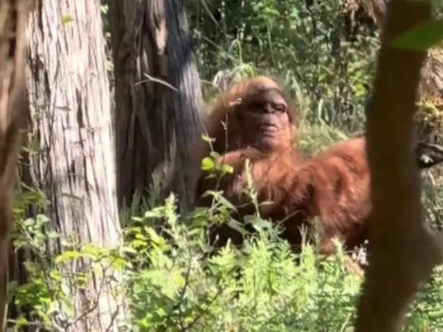 bigfoot spotted chilling in oklahoma bigfoot spotted chilling in oklahoma