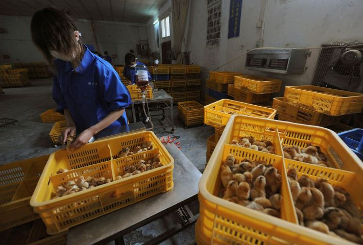 workers vaccinate chicks with the h9 bird flu vaccine at a farm in changfeng county anhui province april 14 2013 reuters stringer file photo