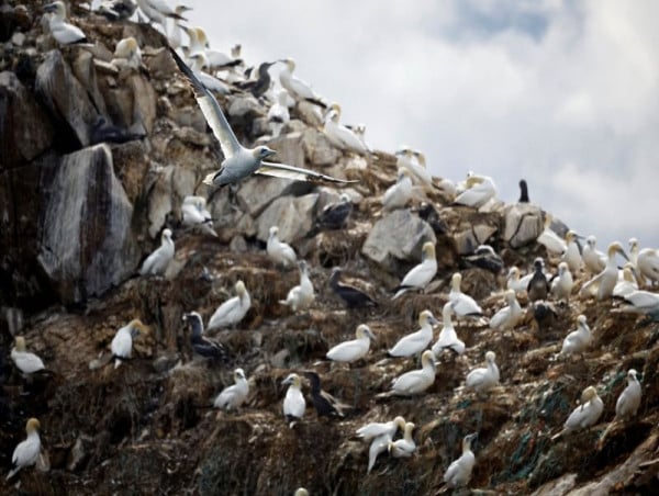 bird flu surging in france photo reuters