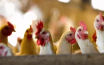 mass cull ordered near berlin amid bird flu mass cull ordered near berlin amid bird flu