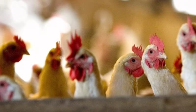europe locks down poultry as bird flu spreads europe locks down poultry as bird flu spreads