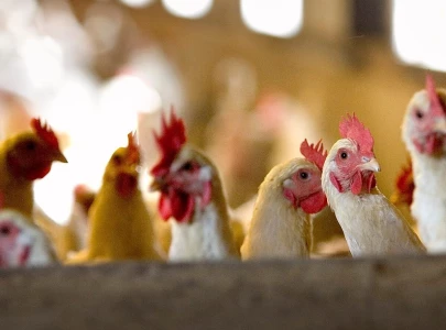 mass cull ordered near berlin amid bird flu mass cull ordered near berlin amid bird flu