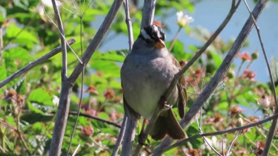 singing sexy back how sparrows adapted to covid 19 shutdown singing sexy back how sparrows adapted to covid 19 shutdown