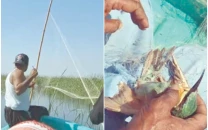 poachers ensnare siberian migratory birds poachers ensnare siberian migratory birds