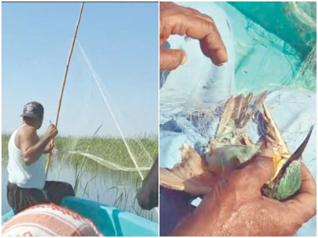 amid the quiet wetlands of sindh wildlife officials dismantle cunningly hidden traps set by poachers safeguarding the delicate journey of migratory birds photos express amid the quiet wetlands of sindh wildlife officials dismantle cunningly hidden traps set by poachers safeguarding the delicate journey of migratory birds photos express