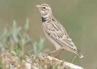 the tiny looking larks travel 4 000 to 6 000 kilometres from central asia to sindh thar and cholistan quietly sustaining nature s balance while remaining largely unseen photo express