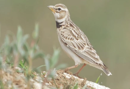 the tiny looking larks travel 4 000 to 6 000 kilometres from central asia to sindh thar and cholistan quietly sustaining nature s balance while remaining largely unseen photo express