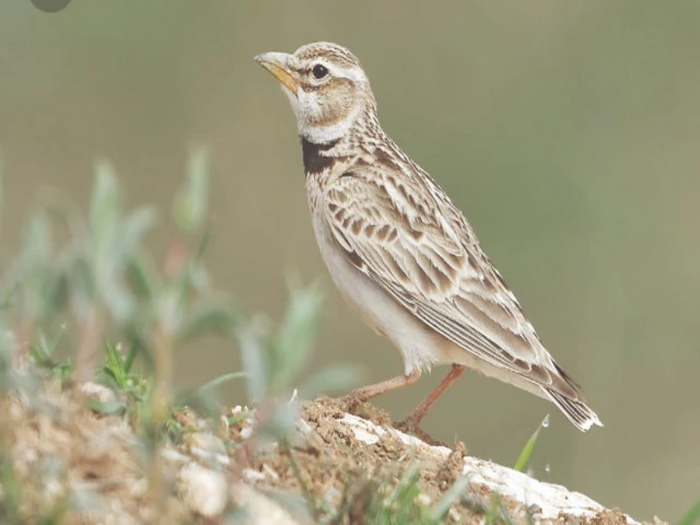 The tiny travellers of the skies: unknown winter guests