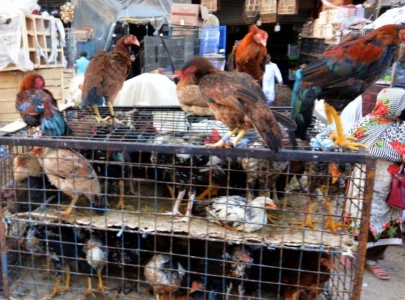 saddar bird market embroiled in dispute saddar bird market embroiled in dispute