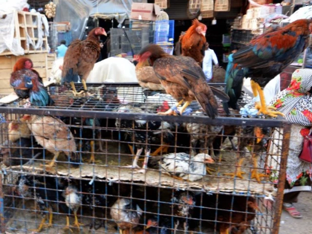organic choice people select roosters and hens of indigenous and egyptian breeds known as desi chicken from a vendor outside the famous bird market in saddar photo jalal qureshi express