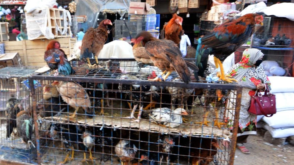 organic choice people select roosters and hens of indigenous and egyptian breeds known as desi chicken from a vendor outside the famous bird market in saddar photo jalal qureshi express organic choice people select roosters and hens of indigenous and egyptian breeds known as desi chicken from a vendor outside the famous bird market in saddar photo jalal qureshi express
