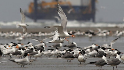 customs seizes over 100 rare birds for want of papers