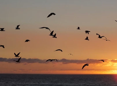 urbanisation is a bird en that karachi can not sustain much longer urbanisation is a bird en that karachi can not sustain much longer