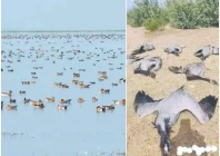 the chashma barrage wetlands host thousands of migratory birds every winter transforming the region s blue lakes into vibrant sanctuaries photo express the chashma barrage wetlands host thousands of migratory birds every winter transforming the region s blue lakes into vibrant sanctuaries photo express