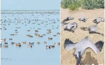 migratory birds fall victim to rampant poaching migratory birds fall victim to rampant poaching