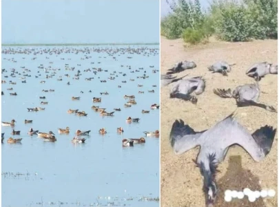 migratory birds fall victim to rampant poaching migratory birds fall victim to rampant poaching