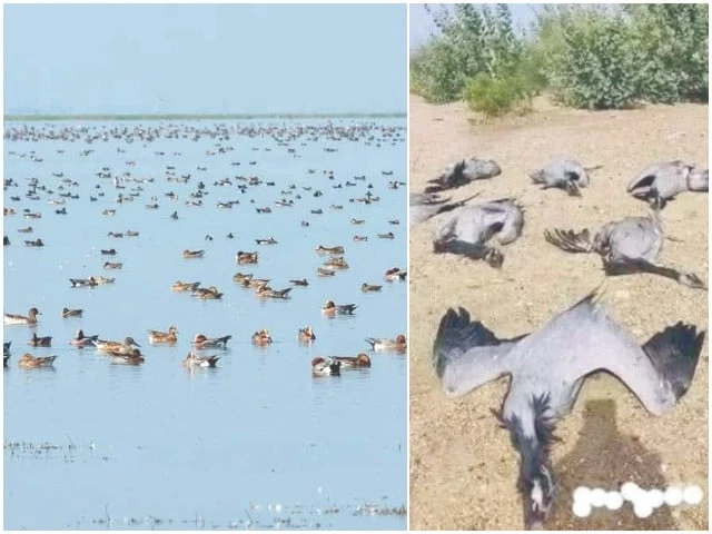 the chashma barrage wetlands host thousands of migratory birds every winter transforming the region s blue lakes into vibrant sanctuaries photo express the chashma barrage wetlands host thousands of migratory birds every winter transforming the region s blue lakes into vibrant sanctuaries photo express