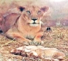 the lioness sits alert after giving birth to triplets at karachi zoo photo express
