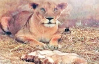 the lioness sits alert after giving birth to triplets at karachi zoo photo express