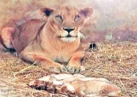 the lioness sits alert after giving birth to triplets at karachi zoo photo express