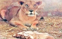 pride grows at zoo withbirth of three lion cubs