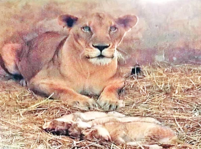 pride grows at zoo withbirth of three lion cubs pride grows at zoo withbirth of three lion cubs