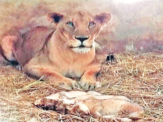 the lioness sits alert after giving birth to triplets at karachi zoo photo express the lioness sits alert after giving birth to triplets at karachi zoo photo express