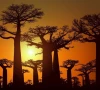 the sun rises behind baobab trees at baobab alley near the city of morondava madagascar photo courtesy pixabay com