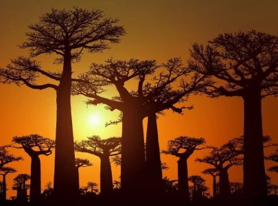 study reveals oceanic voyage of famous upside down tree