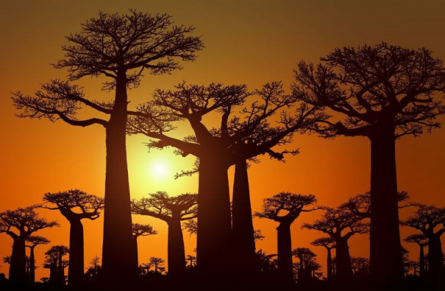 study reveals oceanic voyage of famous upside down tree
