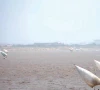 indus remains in low flood at five points indus remains in low flood at five points