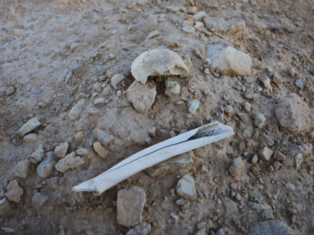 a bone fragment which experts believe to be part of a human leg was found on the surface of the mass grave in the dhumair desert photo reuters a bone fragment which experts believe to be part of a human leg was found on the surface of the mass grave in the dhumair desert photo reuters