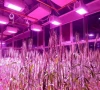 sindh sets up first speed breeding lab to boost wheat output