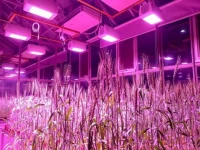 sindh sets up first speed breeding lab to boost wheat output