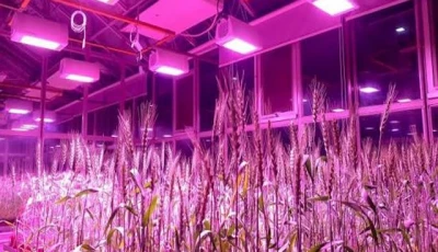 sindh sets up first speed breeding lab to boost wheat output