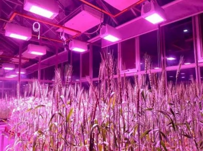 sindh sets up first speed breeding lab to boost wheat output