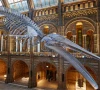 uk decides against charging foreign visitors for museums