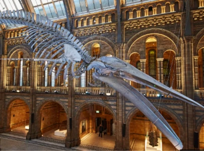 uk decides against charging foreign visitors for museums uk decides against charging foreign visitors for museums