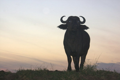 attempted murder man nearly kills wife for refusing to gift her buffalo