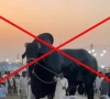the viral post of a giant bull gained 2 8 million views and ai generated photo video grab