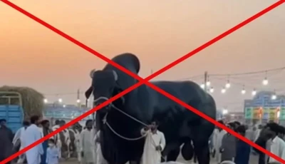 the viral post of a giant bull gained 2 8 million views and ai generated photo video grab