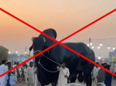 fact check viral video of giant bull at karachi cattle market is ai generated