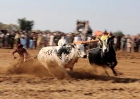 exciting bull racing thrills nowshera