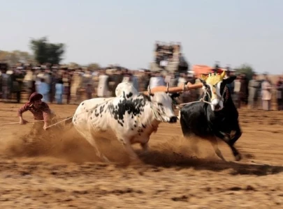 exciting bull racing thrills nowshera