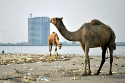 sindh govt urged to add buddu bundal islands in protected list sindh govt urged to add buddu bundal islands in protected list