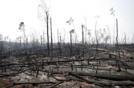 aforestation with community support stressed aforestation with community support stressed