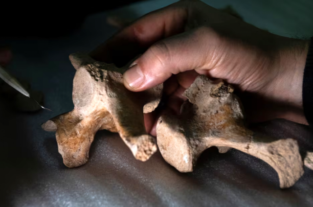 evidence for earliest human presence revealed in southern south america evidence for earliest human presence revealed in southern south america